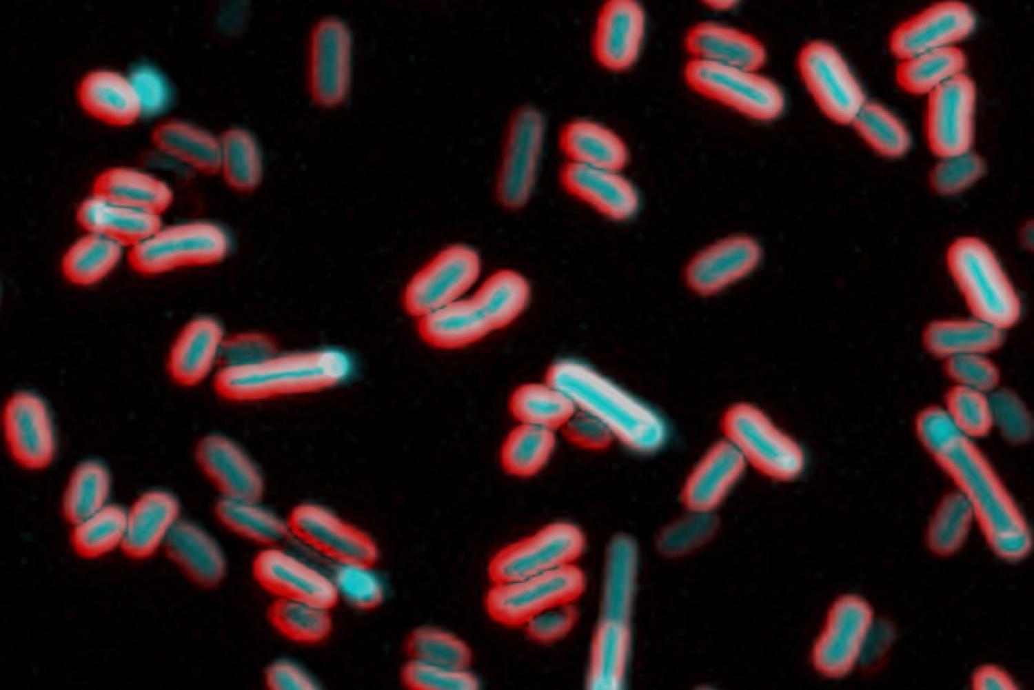 Kralj Lab microscopy image of bacteria
