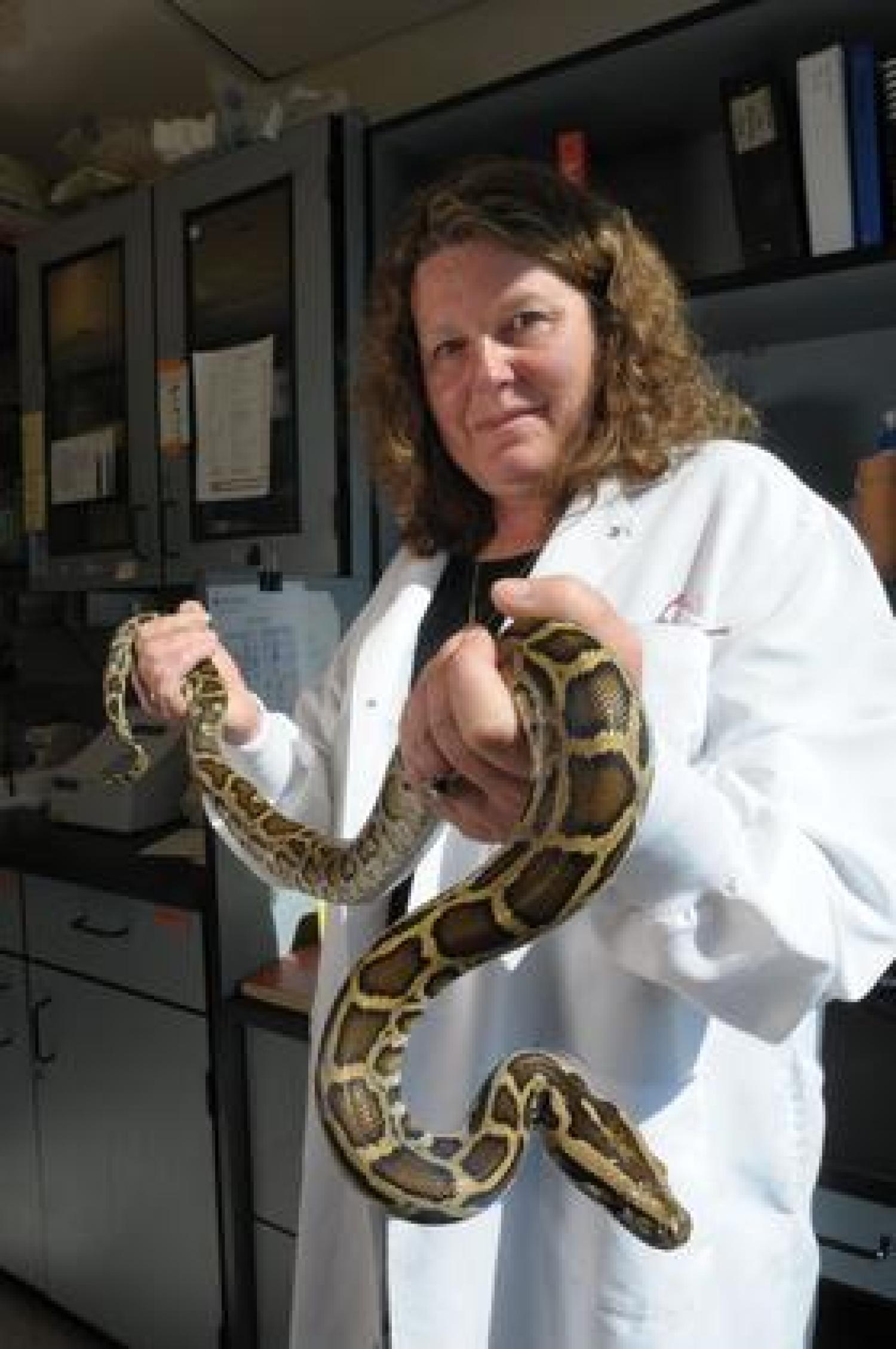 Biofrontiers scientist, Leslie Leinwand holds a Burmese python in her lab. Image by: Thomas Cooper