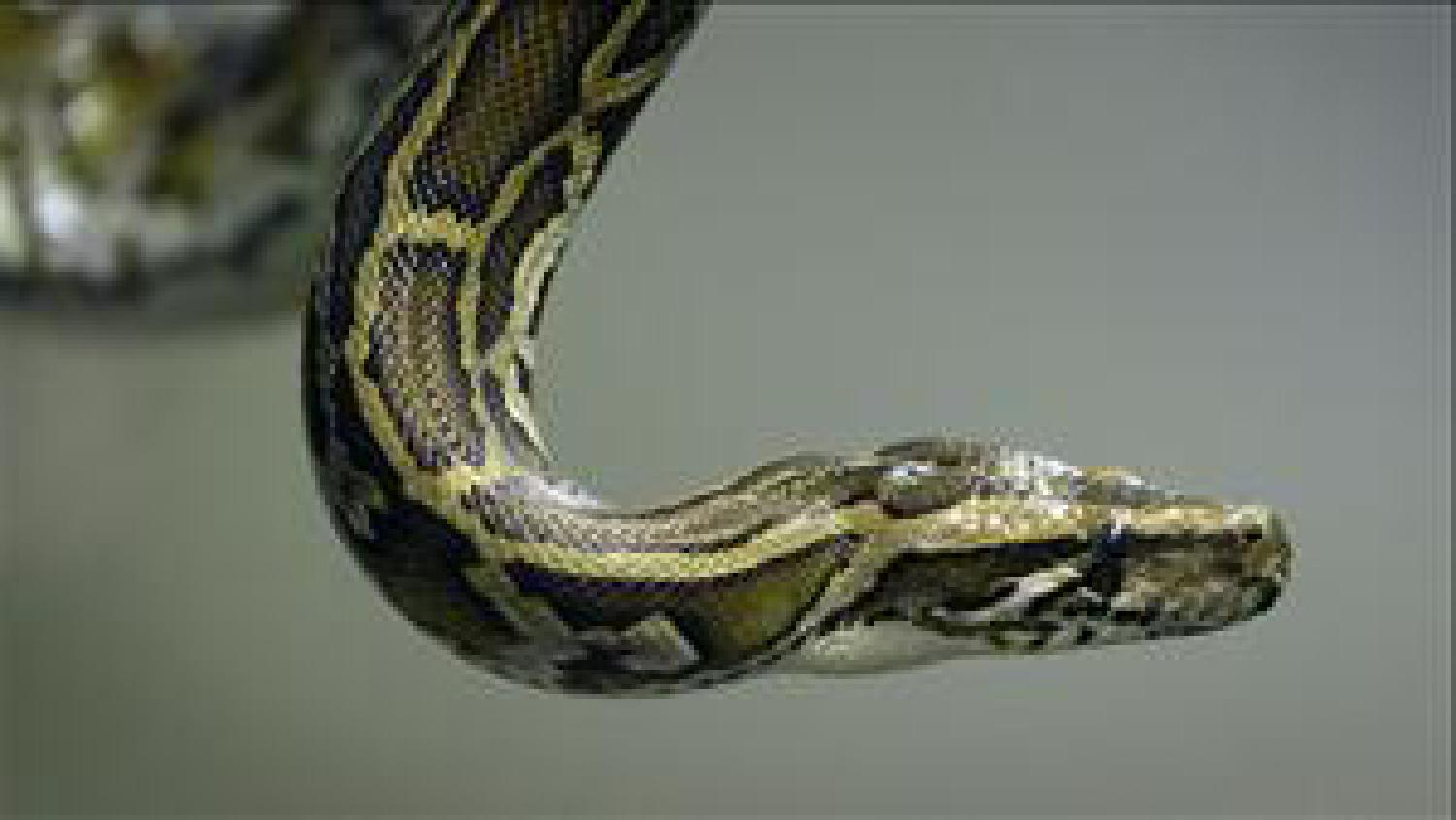 python