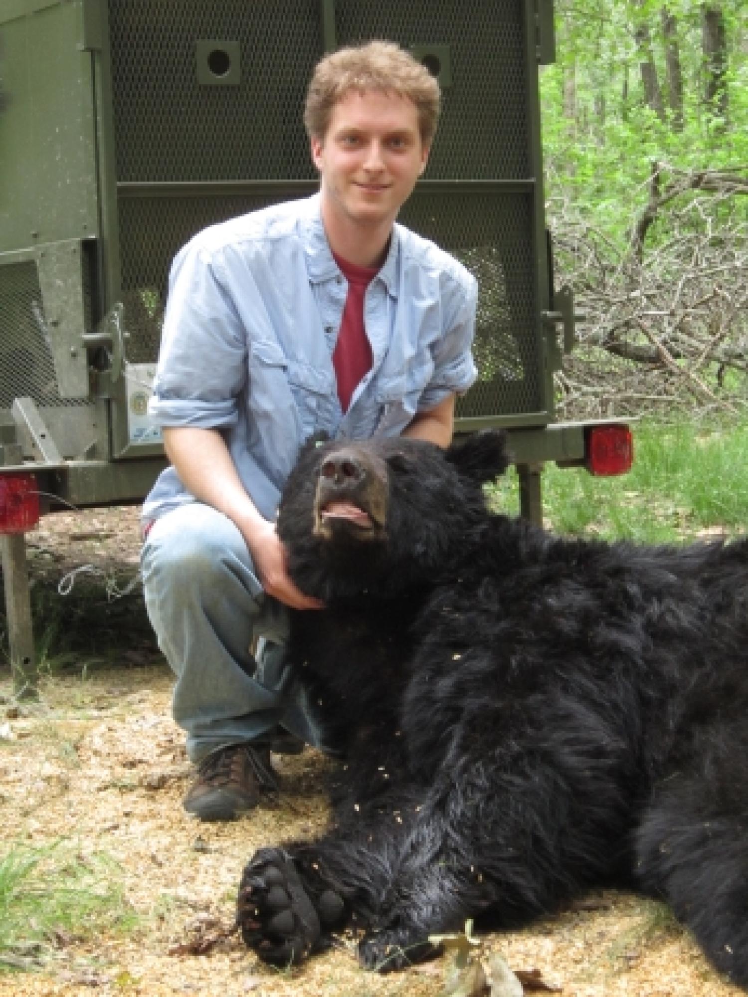 Ryan tends to a tranquilized bear during field work in Missouri.