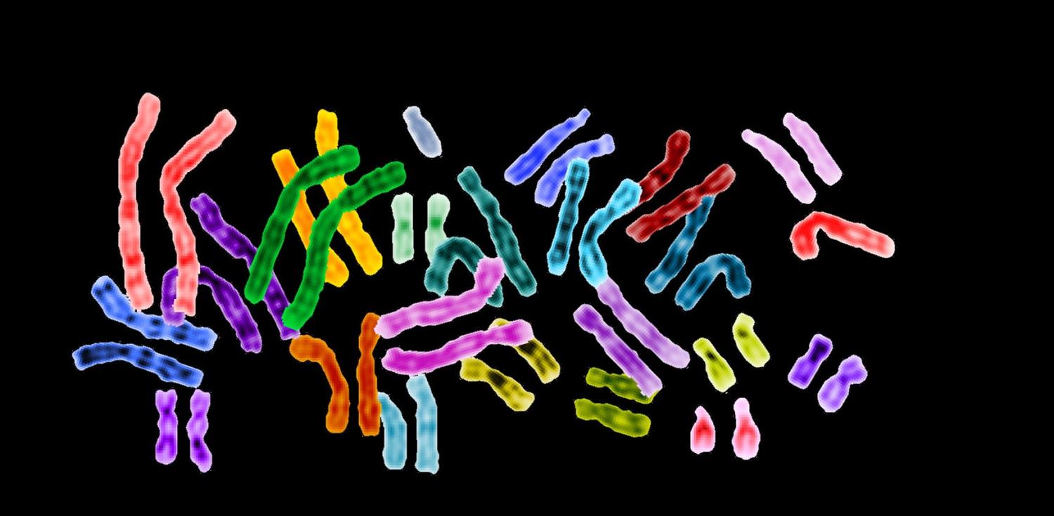 telomeres