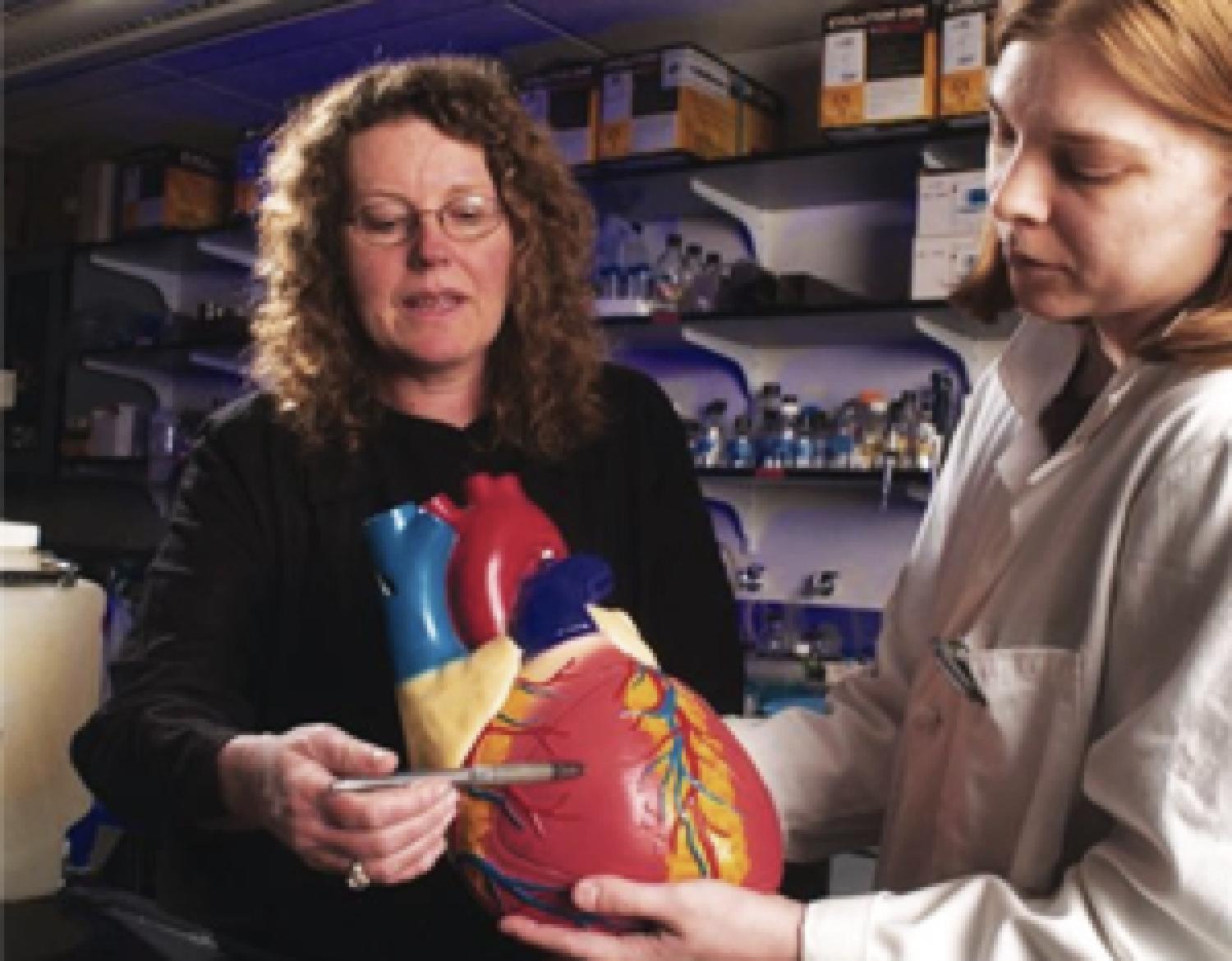 MyoKardia Leinwand lab