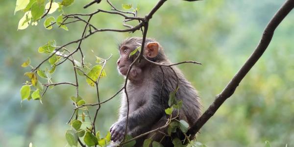 Rhesus macaque seen in a tree
