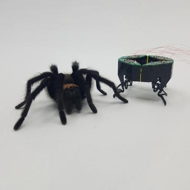 A spider and the mini robot it inspired