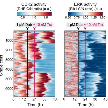 Red and blue line graphs depicting thousands of single cells responding to cancer drugs