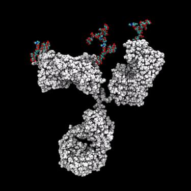 Molecular model of a protein