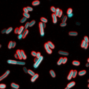 Bacteria microscope image