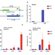 Characterization of the lincRNA-Cox2 Knockout BMDMs