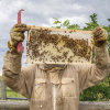 A beekeeper with a bee frame