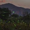 Fireflies illuminating a field in front of the Boulder Flatirons at twilight