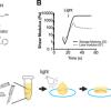 Thiol-ene PEG hydrogels for adult mouse cardiac myocytes 3D encapsulation and culture