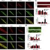 Sarcomeric structure and t-tubules are preserved in adult mouse cardiomyocytes cultured in 3D PEG hydrogels over time