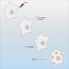 Graphical abstract