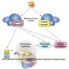 Graphical abstract
