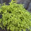 Lichen