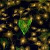 Rat cardiac fibroblasts—which happen to be in the shape of a heart—grown on hydrogels mimicking cardiac tissue and treated with human serum.