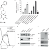 Identification and characterization of molecules that inhibit Notch signaling.