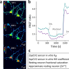 Genetically encoded Zn2+ FRET sensor measurements in resting neurons.