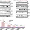 Gene expression changes in cerebellum from ALS/FTD patients carrying the C9 repeat expansion