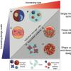Microgels provide numerous design parameters that can be tuned for various cell culture applications