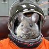astronaut