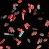 Bacteria microscope image