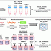 Study design to evaluate the iPS-MP chondrogenesis