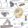 Fig. 1: The wide range of applications for HDX-MS in many protein-folding studies.