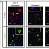Morphological changes of encapsulated VICs in response to cytokine treatment. 