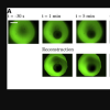 Figure 3. (A) Circular hydrogels were bleached near their center with a nearly circular bleach spot.