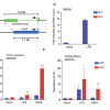 Characterization of the lincRNA-Cox2 Knockout BMDMs
