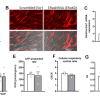 7A-L. Knockdown of ERα in human myotubes from healthy and obese insulinresistant women minimally affects basal O2 consumption and ATP production rate.