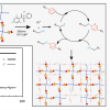 Multifunctional PEG thiol and thioester norbornene macromers rapidly form hydrogels via the photoinitiated thiol-ene polymerization.
