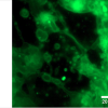 S-7Figure S3 Image of liposome after addition of ammonium solution and 48h incubation under 50 °C(Rhdamine-DHPE as fluorescence dye)