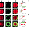 Grayscale llumination to spatially control the local properties of material #1 (red) to control integration of material #2 (green).