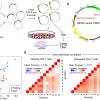 Development of MPRA for use in primary human CD4 T cells
