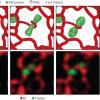 Endoplasmic reticulum tubules are a component of the ribonucleoprotein granule fission machinery.