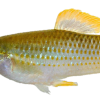 Yellow Fish