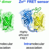 GFP dimer