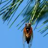 cicada