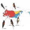 Map of the different barn swallow species