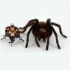 A robot posed next to a spider