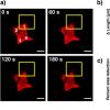 hMSC retraction in response to substrate viscoelasticity.