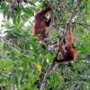Orangutans