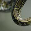 python