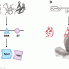 Graphical depiction of determining the molecular grammar for long noncoding RNAs (lncRNAs)