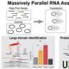 MPRNA-IP Graphical Abstract