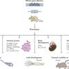 Graphical depiction of physiological roles of lncRNAs discovered by gene targeting