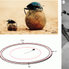 Description of the experimental arenas and beetles. Individuals of Scarabaeus ambiguus (left) and S. lamarcki (right) are depicted side-by-side for size comparison