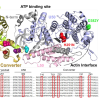 Structural location of HCM mutations